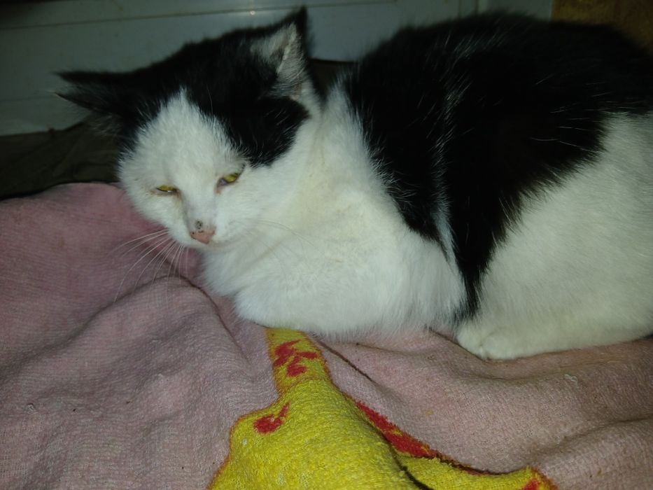 Спасіть кицю від холоду та голоду