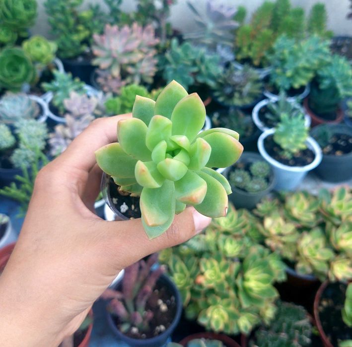 Suculentas 2€ cada
