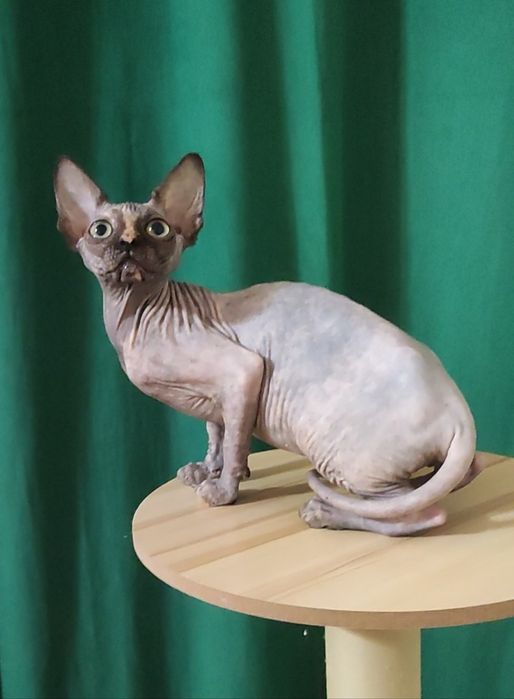 Неймовірна красунечка дівчинка черепахового окрасу з великими очима