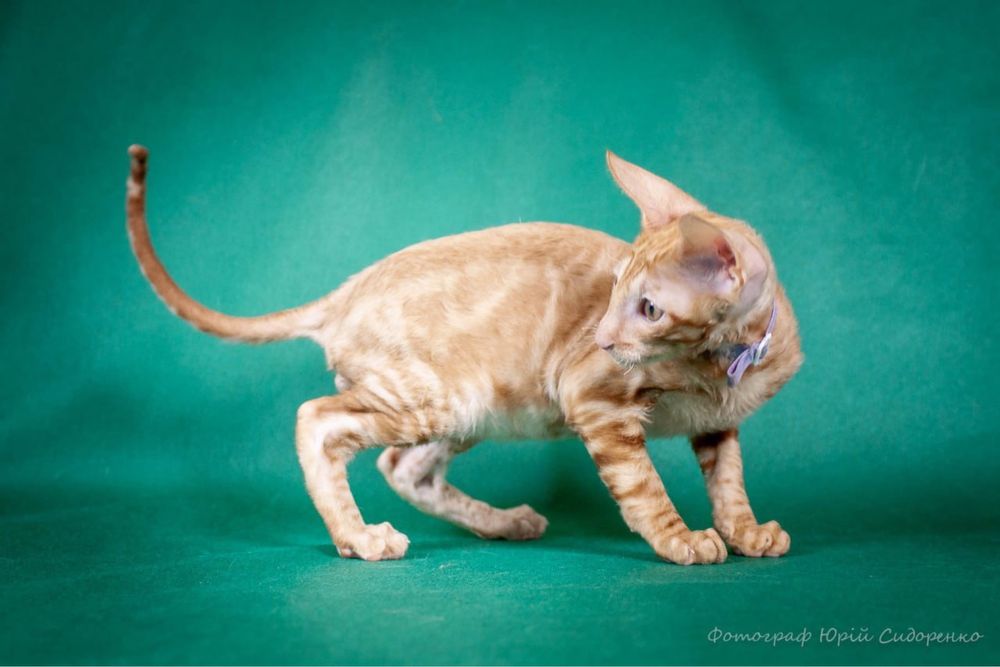 Кошенята Корніш-рекс