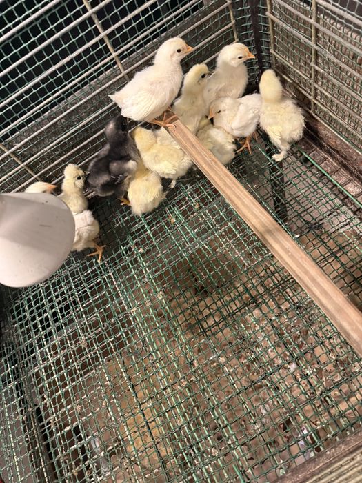 Varios pinto e gallos