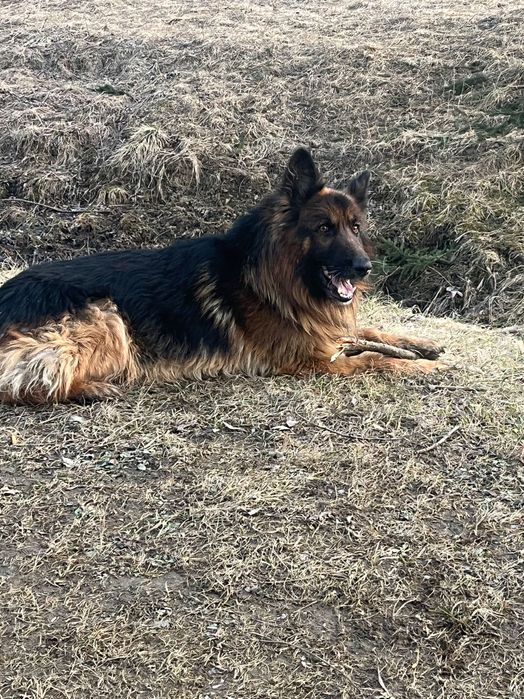 німецька вівчарка