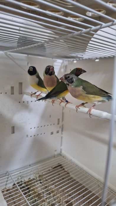Aves para cedência diamantes Gould