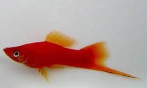 Аквариумные рыбки в Киеве