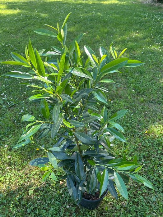 Laurowiśnia caucasica 80-100 cm