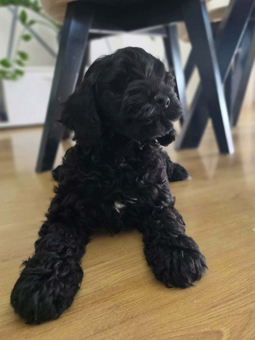 Cockapoo Suczka ( paszport)