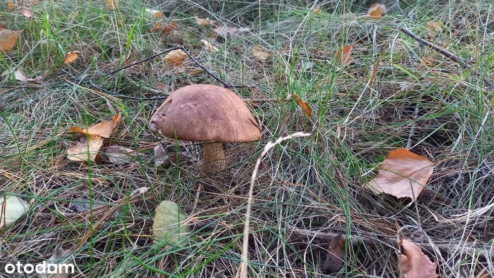 Zdjęcie 8