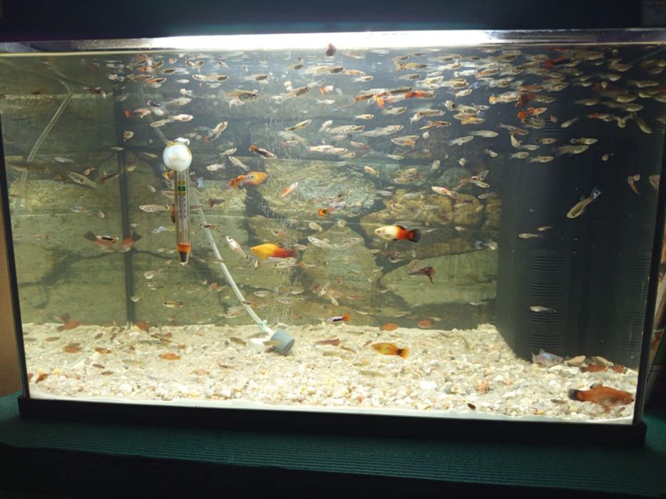 Mulinesias e guppys sortidos para venda ou troca
