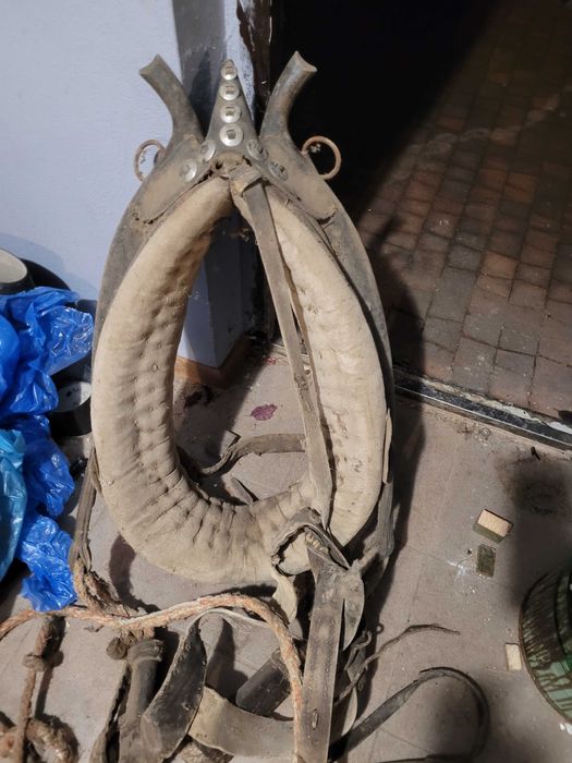 Chomąto z uprzężą dla konia