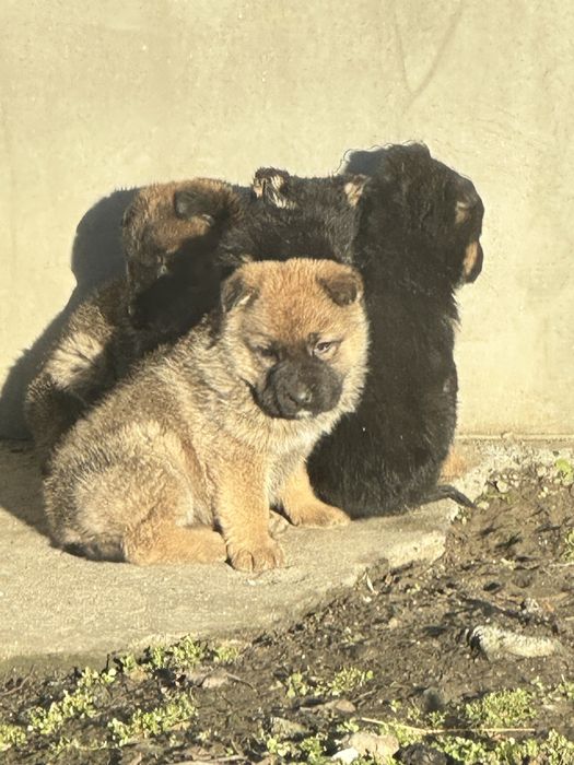 Собачки,  цуценята, щенята від вівчарки, безкоштовно