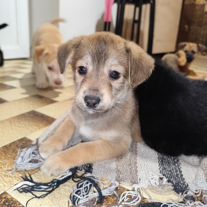 Dou cães Labrador/Pastor Alemão