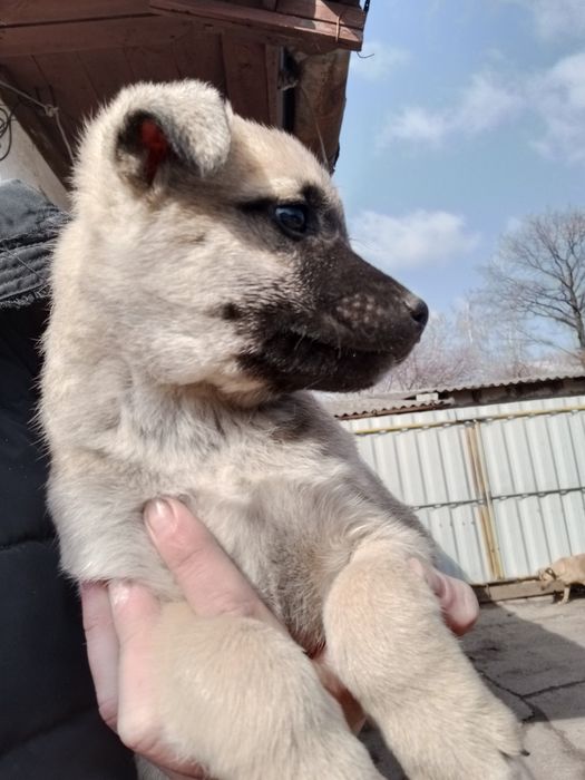 Собачка Майк 2 месяца