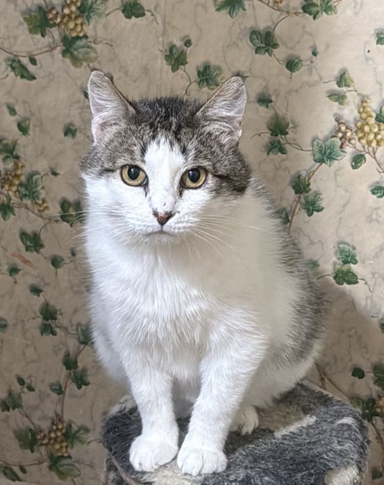 Молодий котик з Оріхова в хороші руки