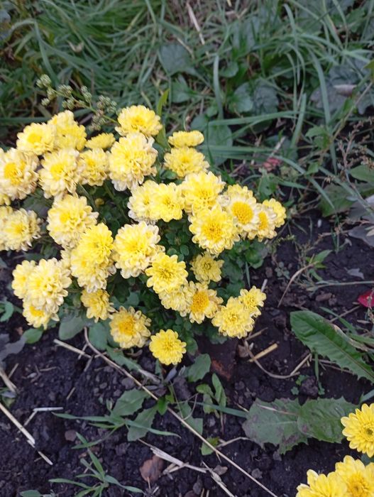 Продам хризантеми