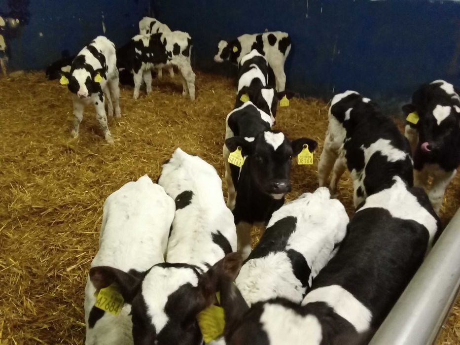 Cielęta mięsne  Simental, startery, odsadki, samodzielne, na mleko