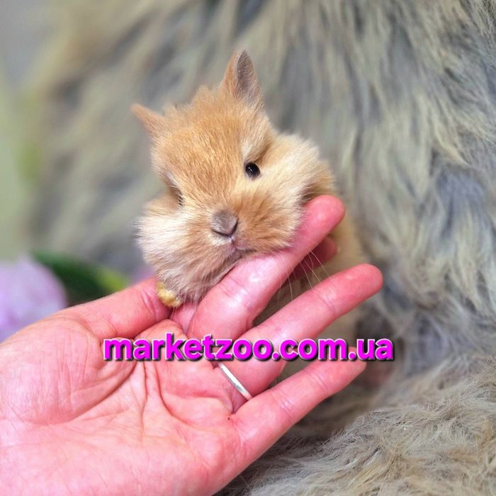 Карликовий кролик рудий карликовый Левоголовий Львиноголовый Lionhead