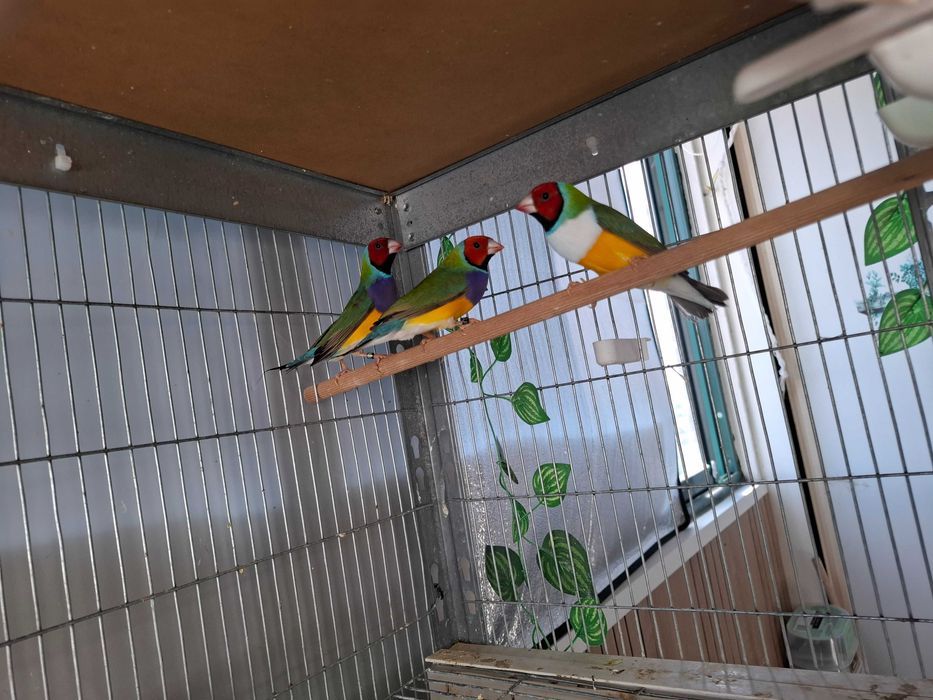 Diamantes de Gould e bengalins