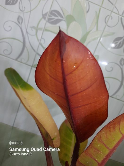 Philodendron Karlo