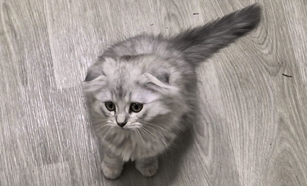 Шотландские котята прямоухие и вислоухие, девочки и мальчик