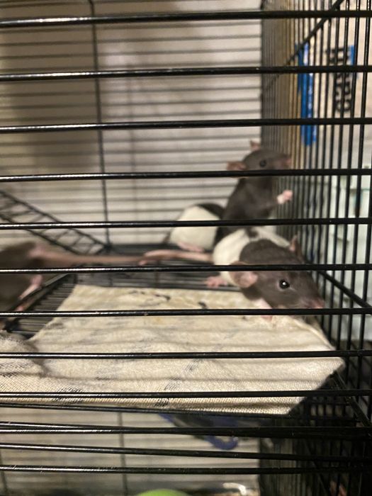 Małe szczurki (nie na pokarm)