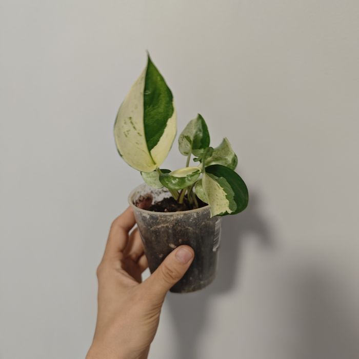 Epi Happy Leaf sadzonki