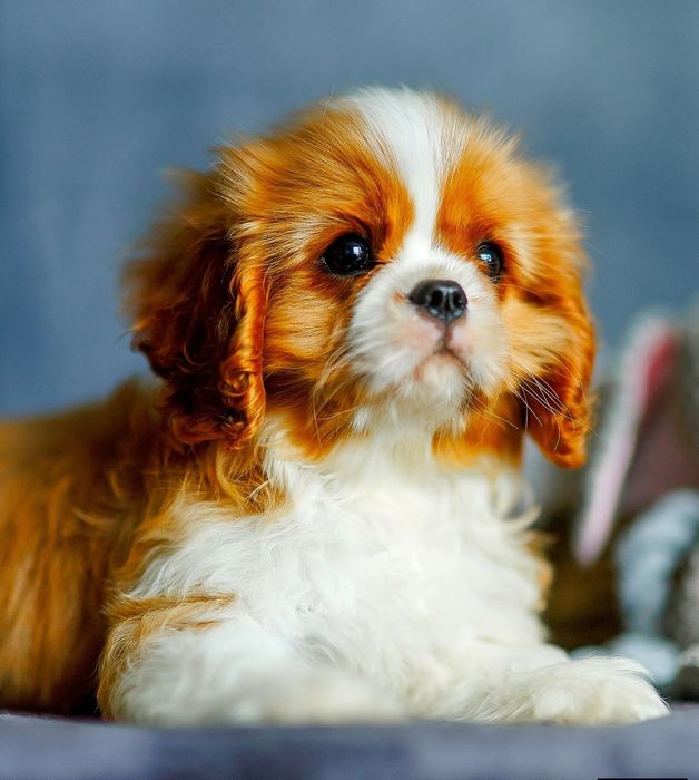 Дуже красиві дітки кавалер кінг чарльз спанієля.

Дуже красиві дітки к