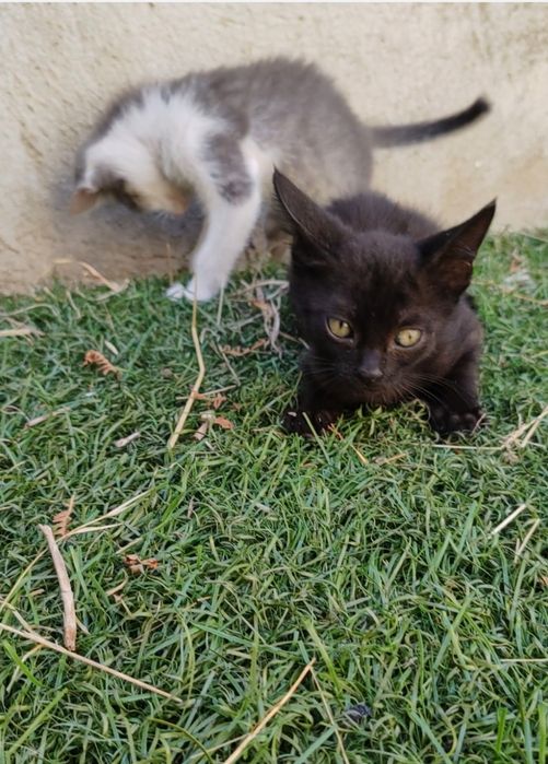 Gatinhos para adoção responsável