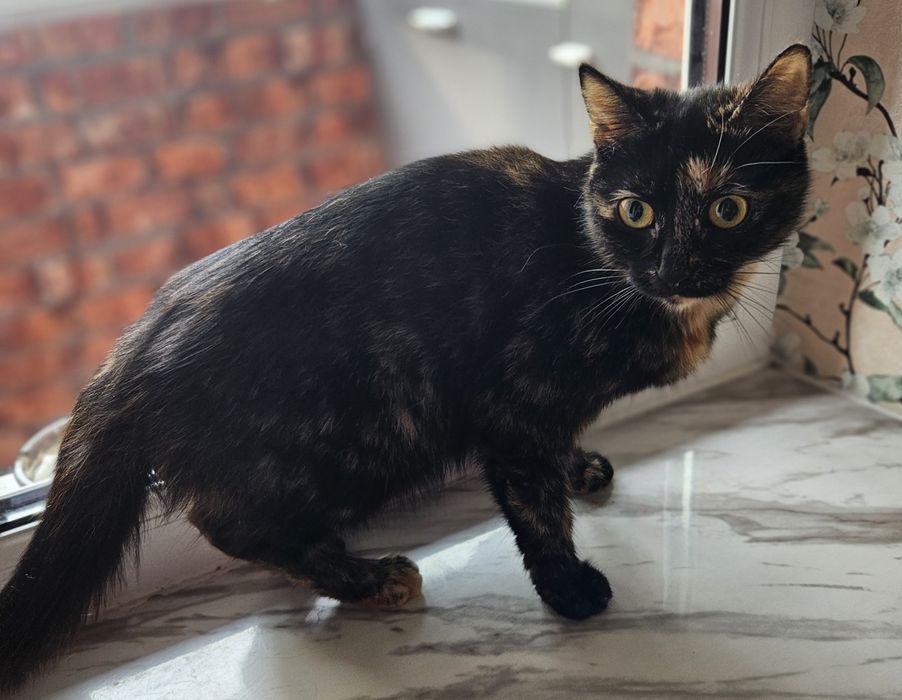 Кошка дівчинка метиси бенгальского