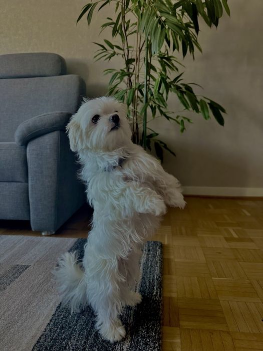 Болонка, в'язка.