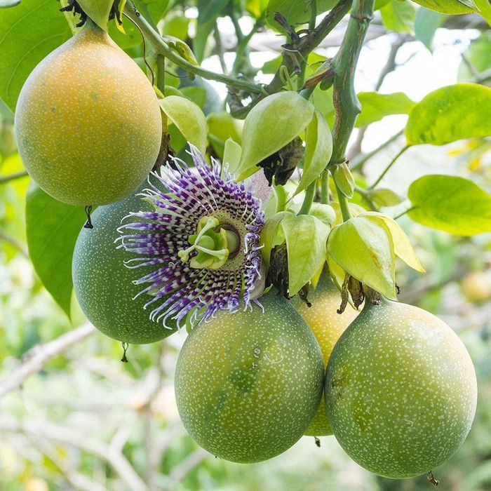 Plantas Maracujá Granadilha. Resistente às intempéries