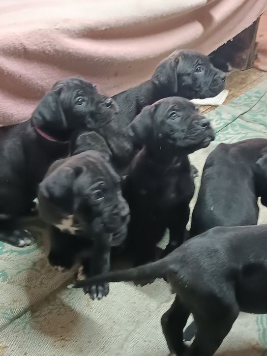 Продам Кане Корсо можлива доставка