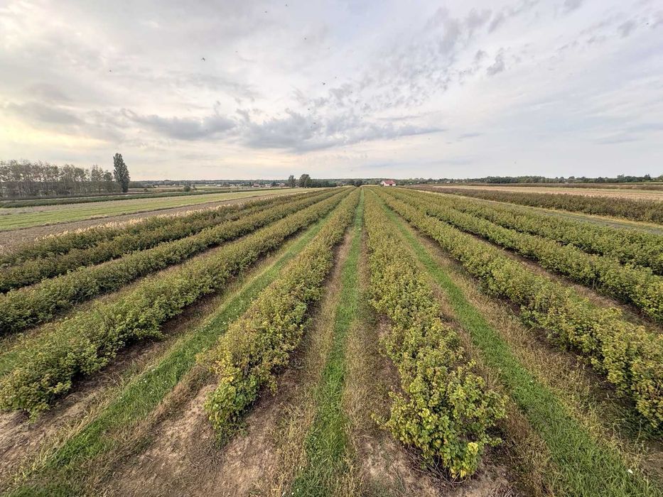 2,92 ha z owocującą plantacją porzeczki 2 ha | Sienno | media