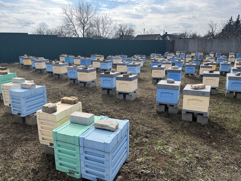 Плідні матки, бджолопакети 2025, пчелопакеты, пчелосемьи бакфаст
