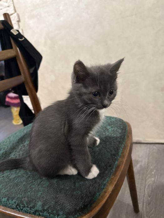 Віддам милих котиків у добрі руки