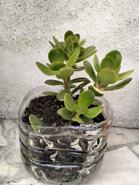 Suculenta Planta-Jade