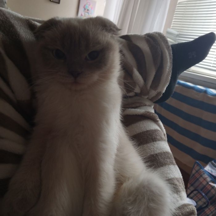 Отдам двух вислоухих котов,за символическую плату