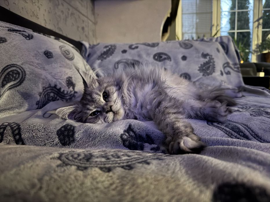 Maine Coon pręgowana dziewczynka GOOD AFTERNOON | rodowód FPL