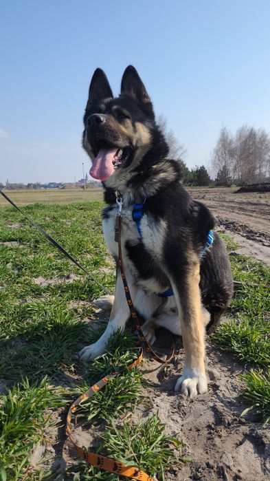Przepiękny aslan szuka domu