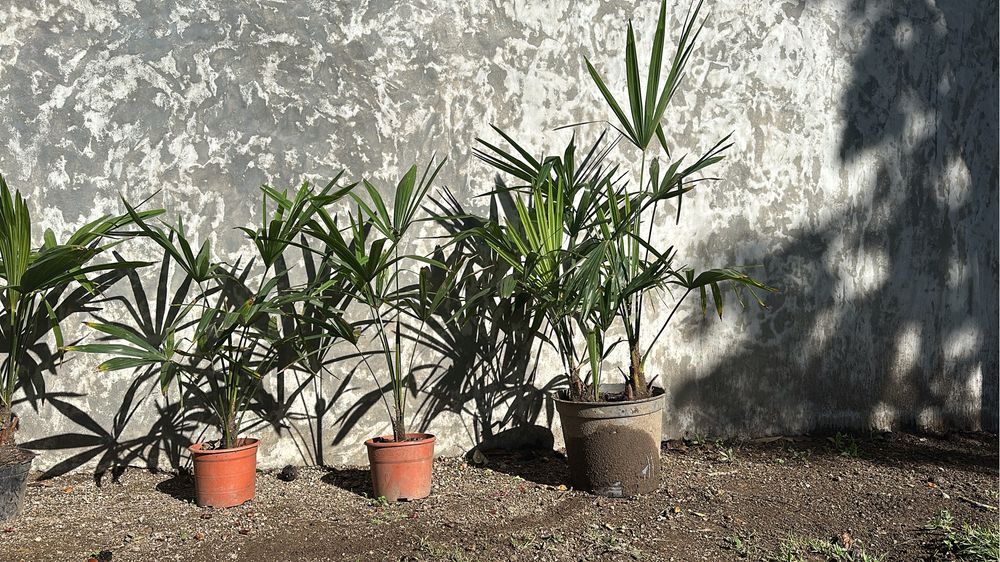Palmeira de leque