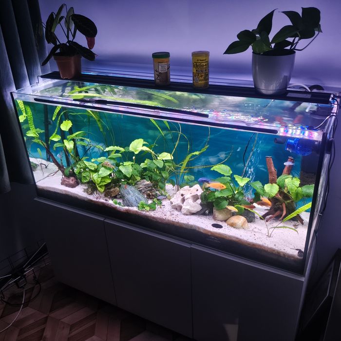 Akwarium z wyposażeniem 240L
