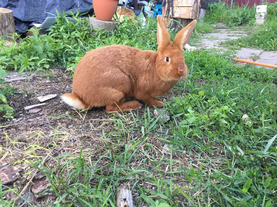 Продам кролицю бургундець