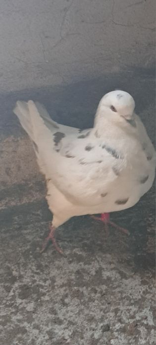 Gołębie kingi samce