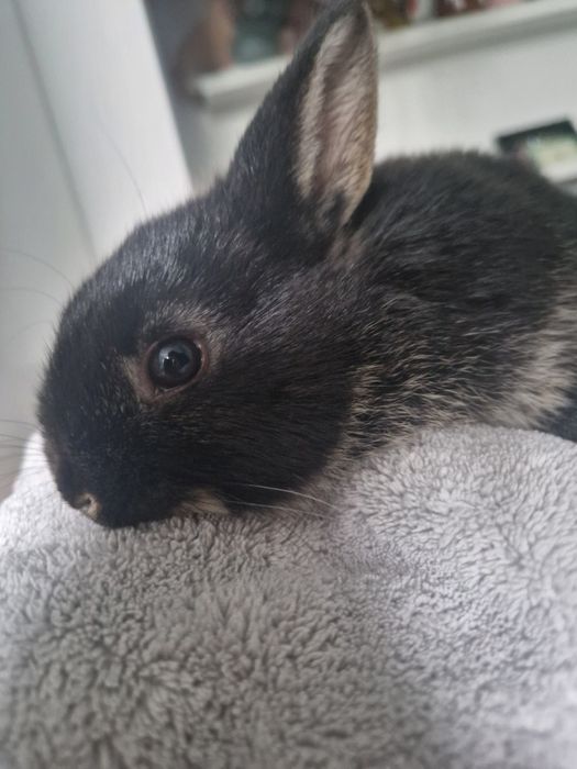 Królik miniaturka