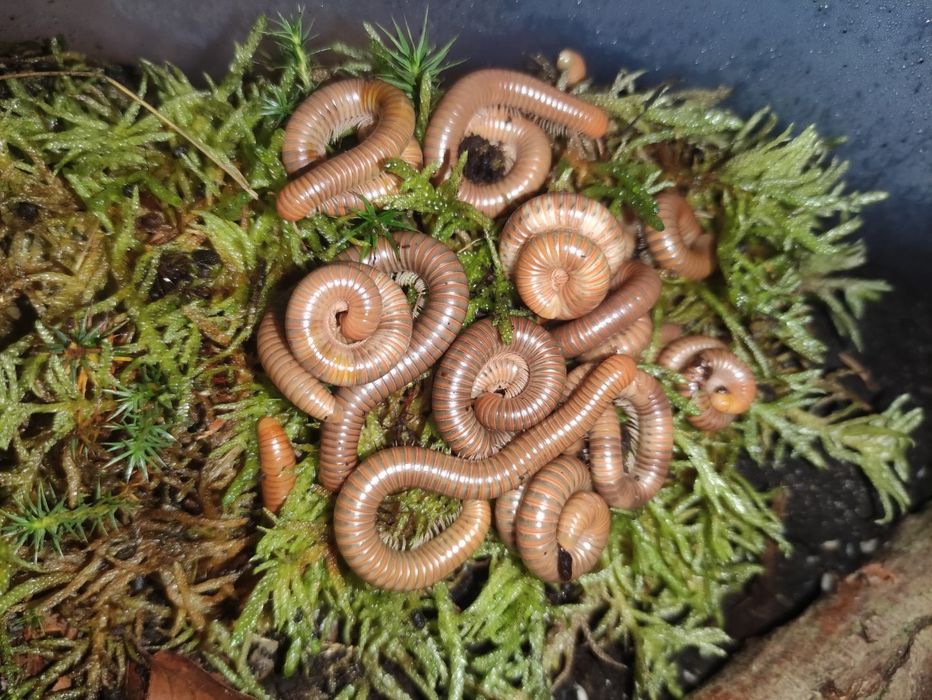 Krocionogi wije "Toffi" Spirostreptus tanzania