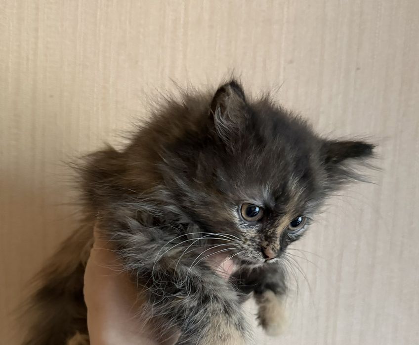 Безкоштовно котенята