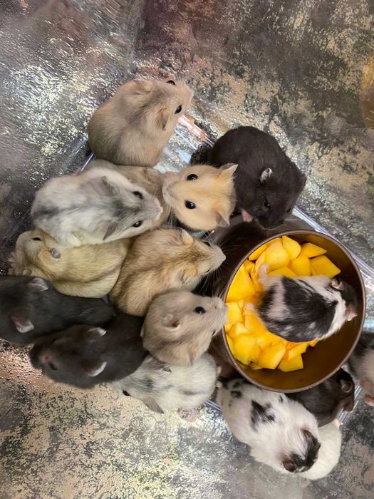 Джунгарик - домашній вихованець