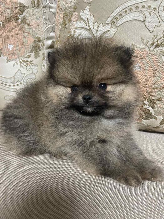 Померанський шпіц