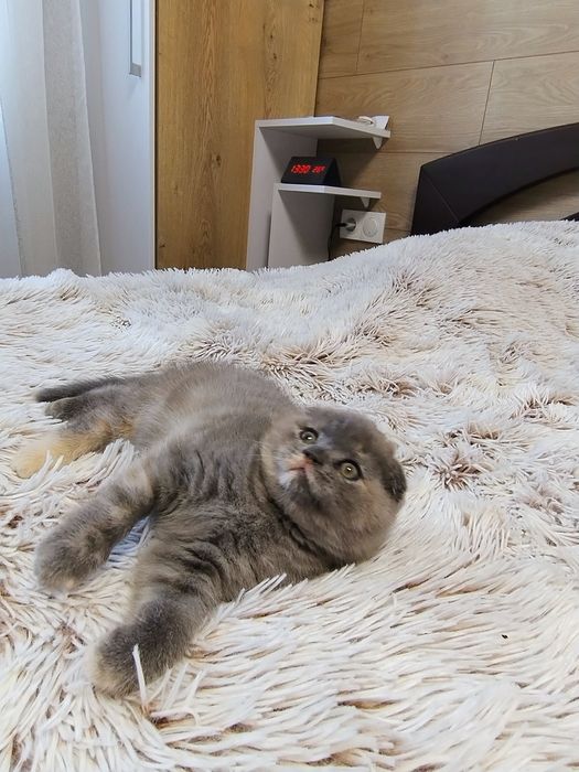 Кошеня шотладське