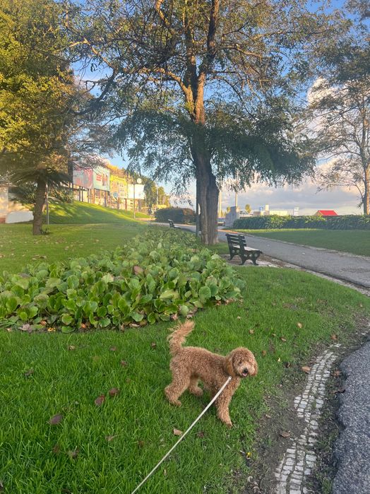 Petsitting em Oeiras / Fico com o seu patudo nas férias