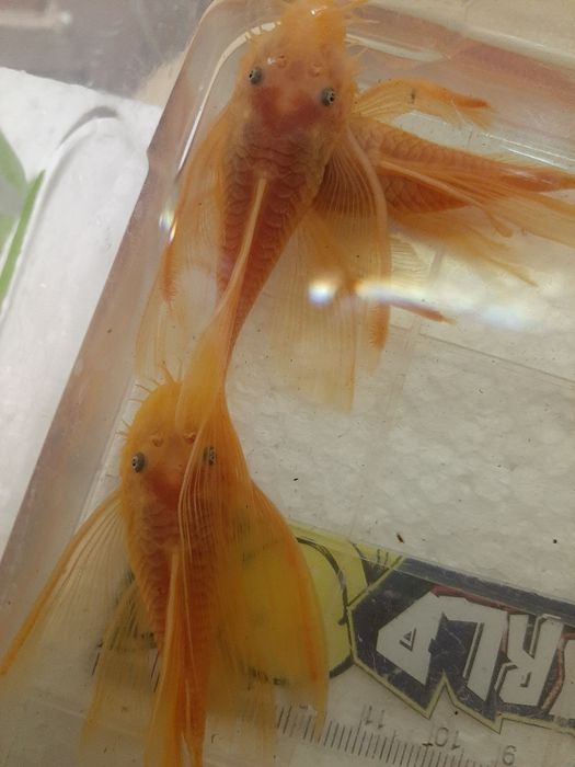 Анциструс L-144 Gold/ Производители L-144 Gold вуаль и обычные/номерны